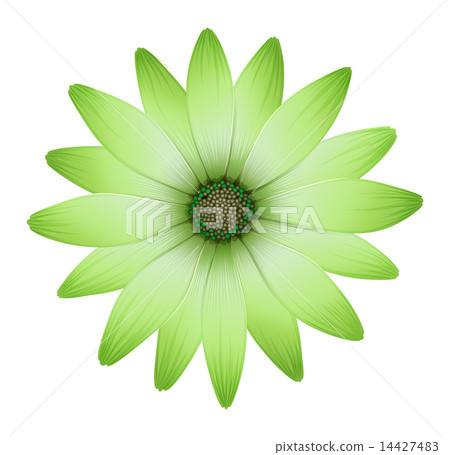 A flower with green petals 14427483