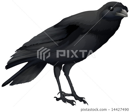 A crow 14427490