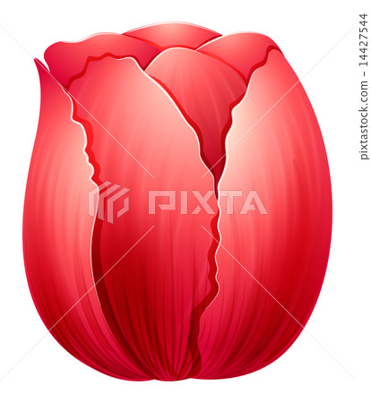 A red tulip A red tulip 14427544