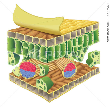 plant vascular tissue 14427569