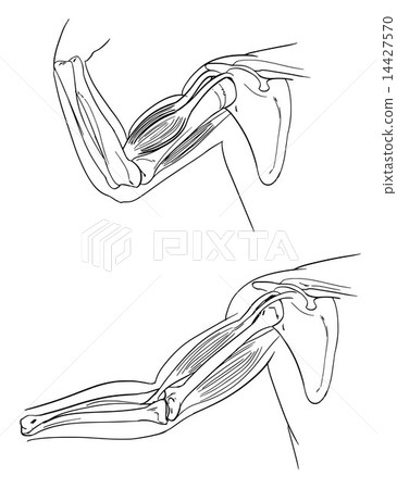 Human arm 14427570