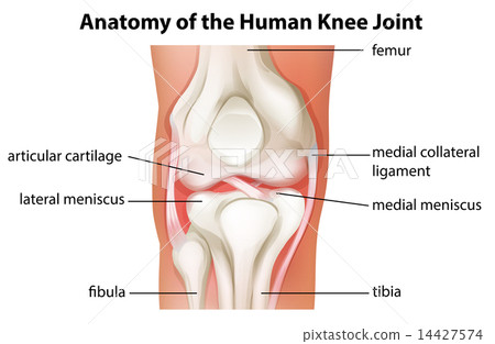 Human knee joint anatomy 14427574