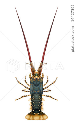 Spiny rock lobster - Panulirus Spiny rock lobster - Panulirus 14427592