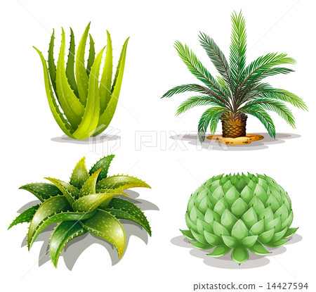 Cactus plants Cactus plants 14427594