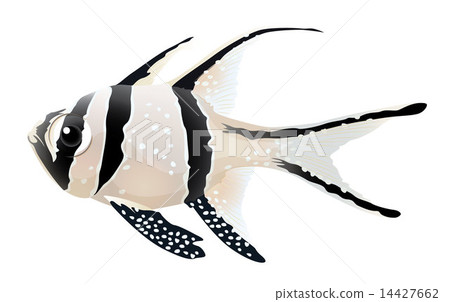Banggai cardinalfish 14427662
