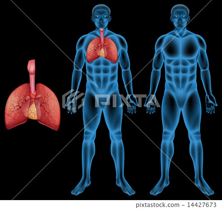 Human respiratory system Human respiratory system 14427673