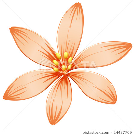 A fresh five-petal orange flower A fresh five-petal orange flower 14427709