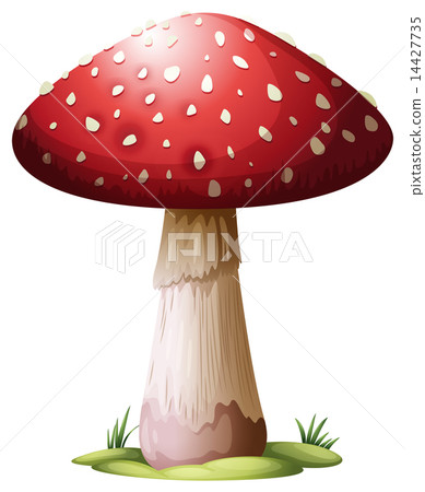 Royal Agarics 14427735