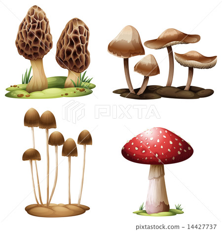 Mushrooms 14427737