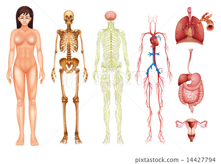 Human body systems 14427794