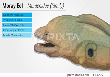 Moray eel Moray eel 14427799