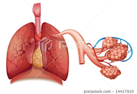 Respiratory System Respiratory System 14427820