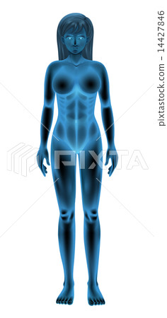 Female Body Female Body 14427846