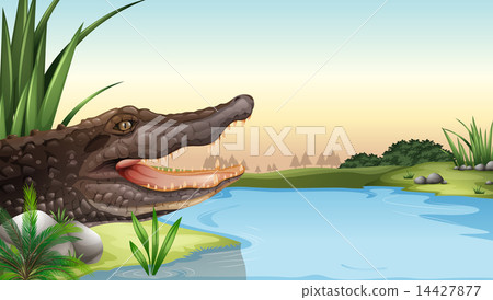 A reptile near the river 14427877