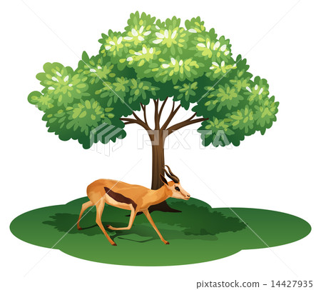 A deer under the tree A deer under the tree 14427935