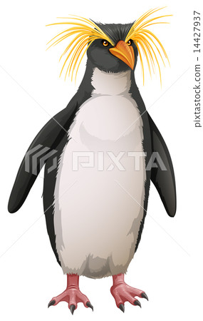 Rockhopper penguin Rockhopper penguin 14427937
