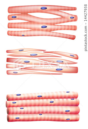 Types of muscles Types of muscles 14427938