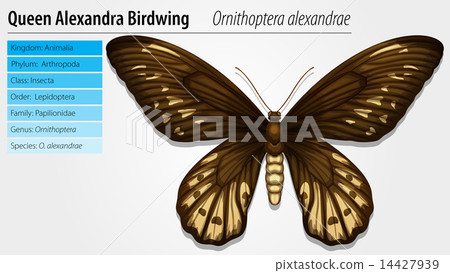 Queen Alexandra's birdwing 14427939