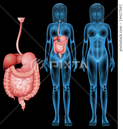 Human digestive system Human digestive system 14427941