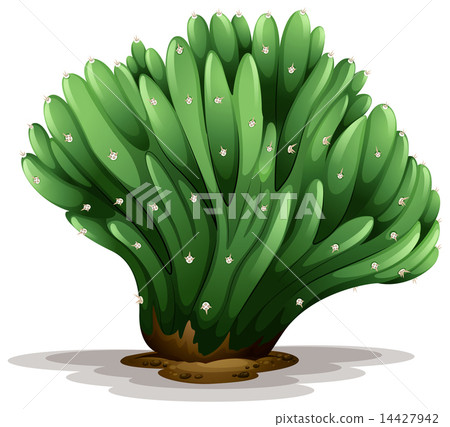 Trichocereus pachanoi forma cristata Trichocereus pachanoi forma cristata 14427942