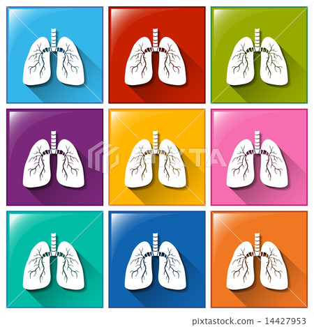 Internal organ icons Internal organ icons 14427953