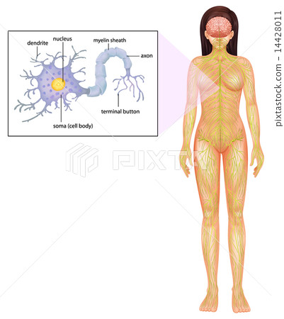 Female Neuron Female Neuron 14428011