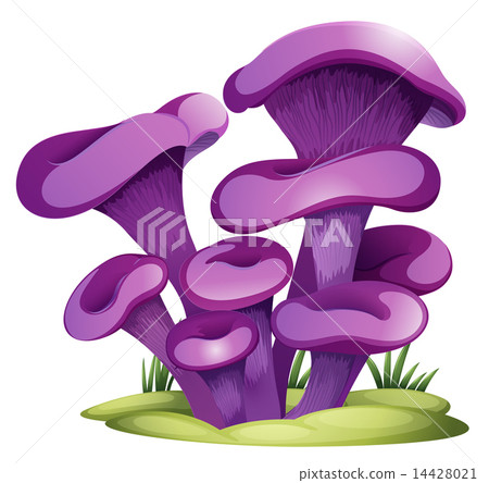 Purple fungi 14428021