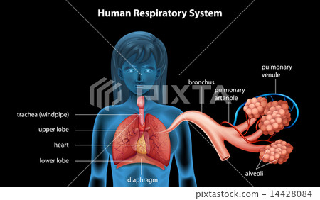 Human Respiratory System Human Respiratory System 14428084