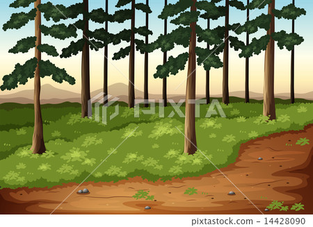 Pine Trees 14428090