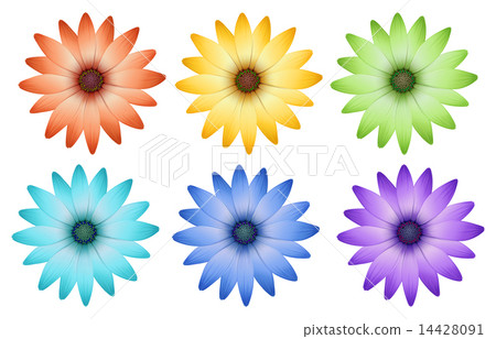 Six colorful flowers Six colorful flowers 14428091