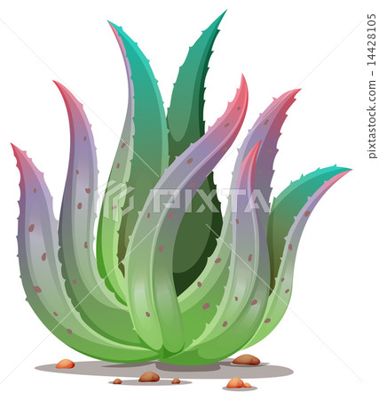 An aloe vera plant 14428105