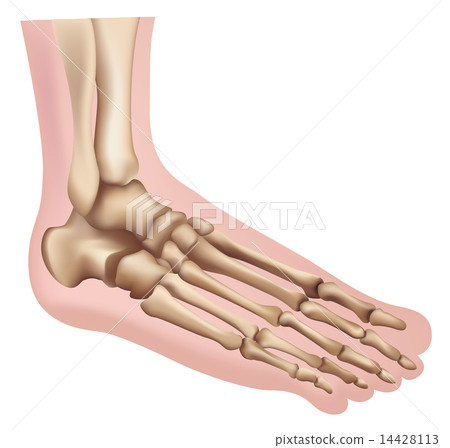 Foot Foot 14428113