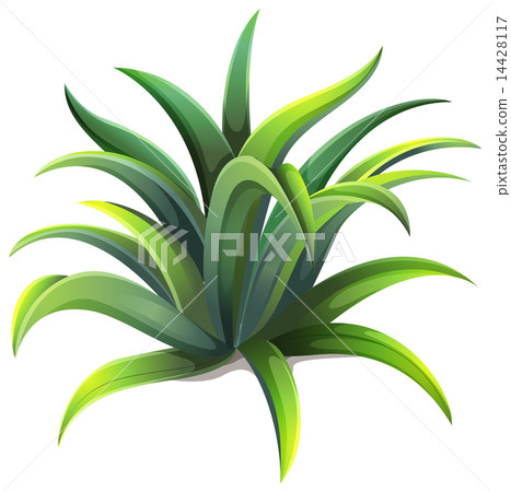 A dwarf agave plant 14428117