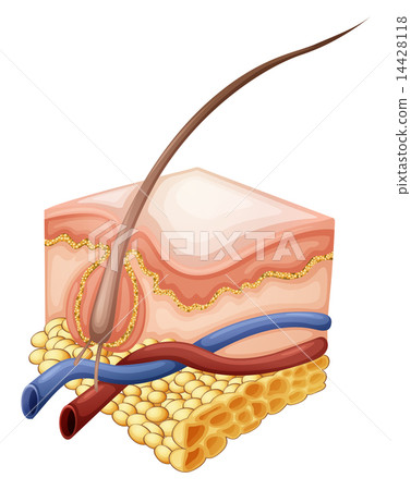 Epidermis 14428118