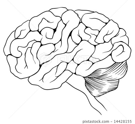 The human brain The human brain 14428155