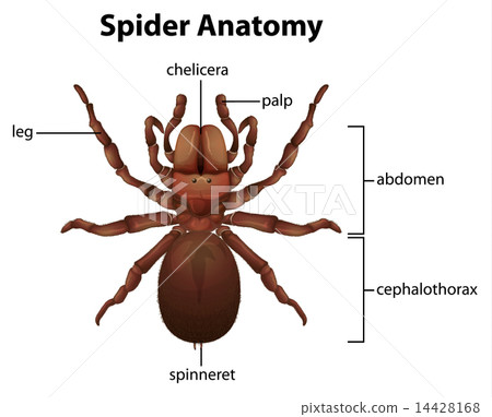 Spider anatomy 14428168