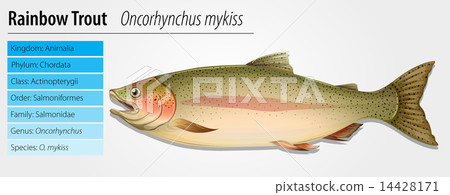 Rainbow Trout - Oncorhynchus mykiss 14428171