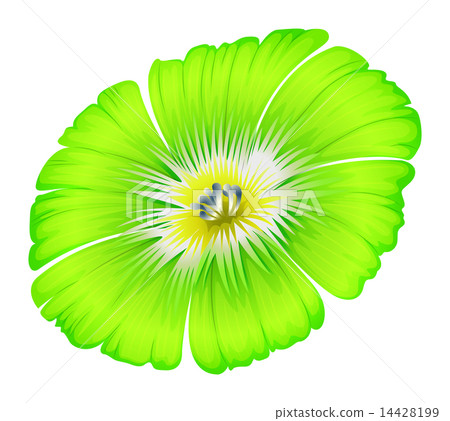A bright green flower 14428199