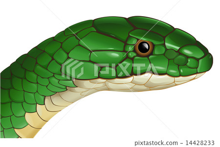 Snake 14428233