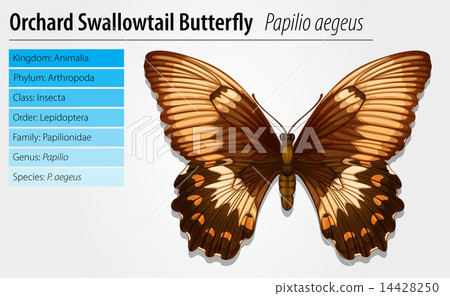 Swallowtail butterfly 14428250