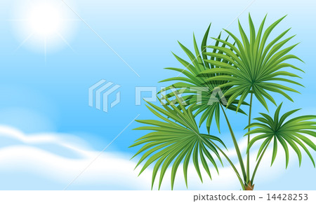 A palm plant and a clear blue sky 14428253
