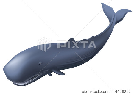 Sperm Whale 14428262