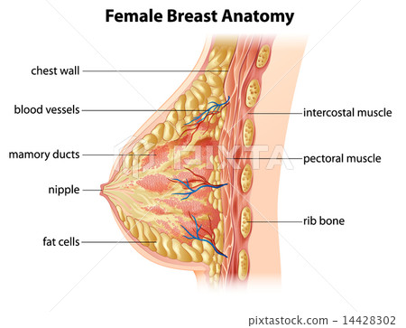 Female Breast Anatomy Stock Illustration 14428302 Pixta