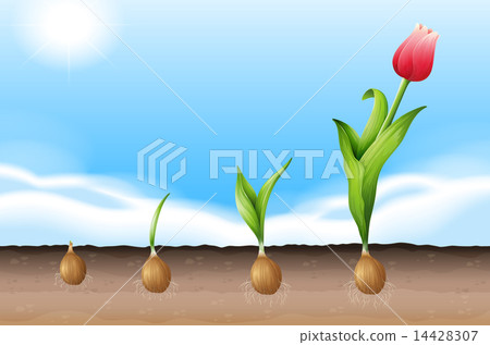 A tulip A tulip 14428307