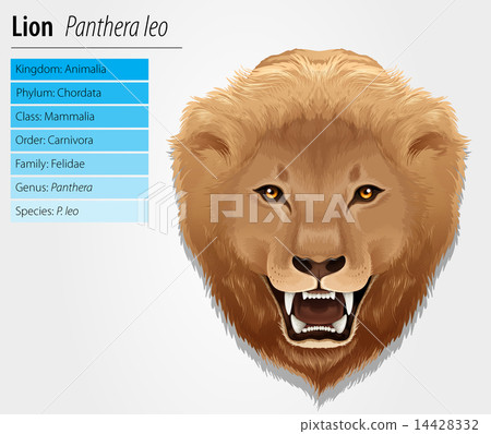 Lion illustration 14428332