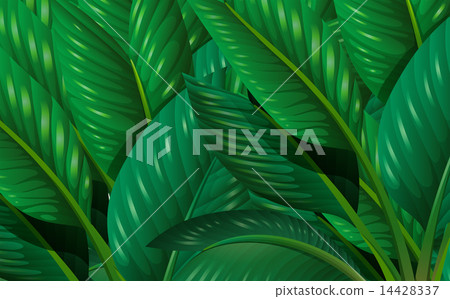 Leaves Leaves 14428337