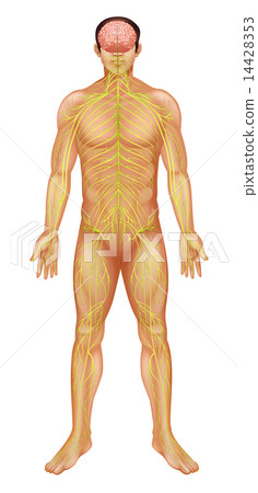 Human nervous system 14428353