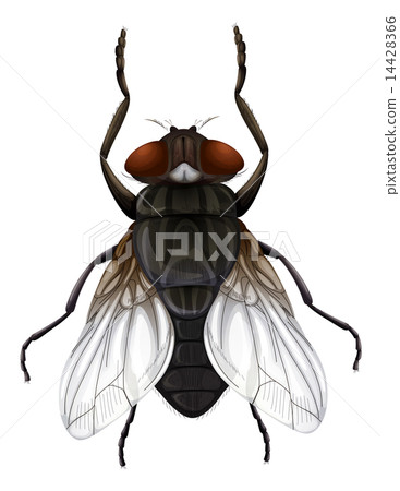 Musca domestica 14428366