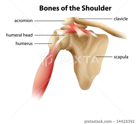 Bones of the Shoulder Bones of the Shoulder 14428392