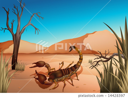 A desert with a scorpion 14428397